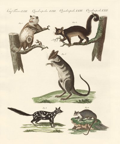 Marsupiaux - German School