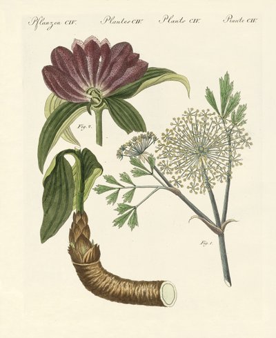Plantes médicinales - German School