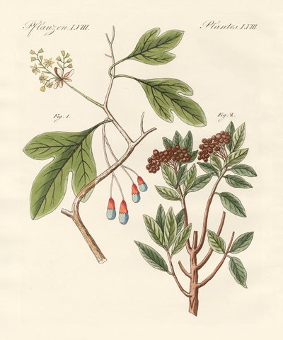 Plantes médicinales - German School