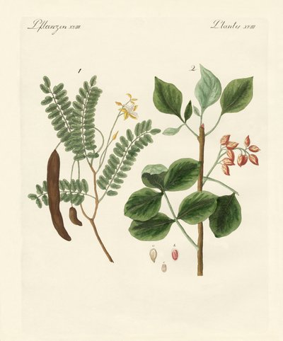 Plantes médicinales - German School