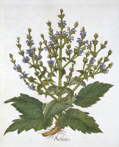 Sauge méditerranéenne, de "Hortus Eystettensis", par Basil Besler - German School