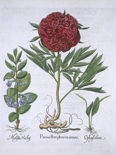 Mélisse, pivoine et odontoglossum, de Hortus Eystettensis par Basil Besler (1561-1629) publié en 1613 - German School