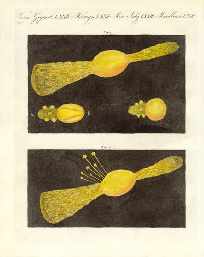 Météore (gravure en couleur) - German School
