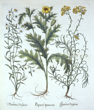 Pavot mexicain, immortelle de mer et herbe à éternuer, de Hortus Eystettensis, par Basil Besler (1561-1629), pub. 1613 - German School