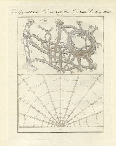 Objets microscopiques - German School