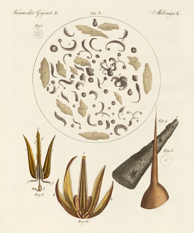 Objets microscopiques - German School