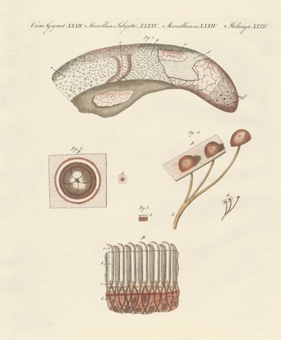 Étude microscopique de la langue de la vache - German School