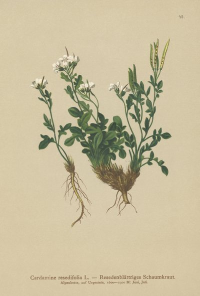 Cardamine à feuilles de réséda - German School