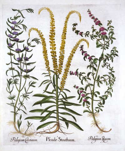 Mignonette, Pennyroyal et Marsh Mint, de Hortus Eystettensis, par Basil Besler, pub. 1613 - German School