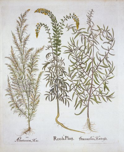 Mignonette, Southernwood et Tarragon, de Hortus Eystettensis, par Basil Besler, pub. 1613 - German School