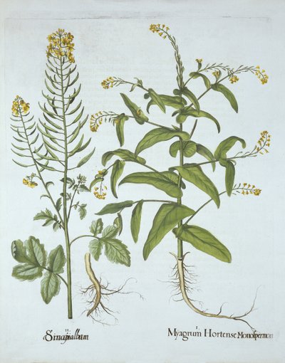 Cresson mitré et moutarde blanche, de Hortus Eystettensis, par Basil Besler (1561-1629), pub. 1613 - German School