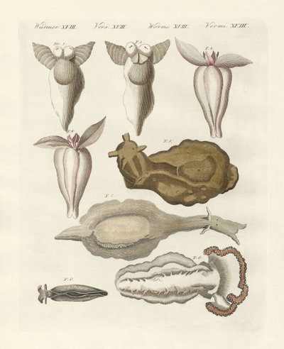 Mollusques - German School