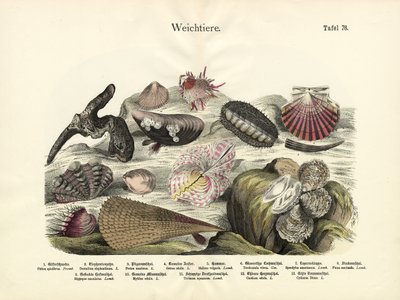 Mollusques, c.1860 - German School