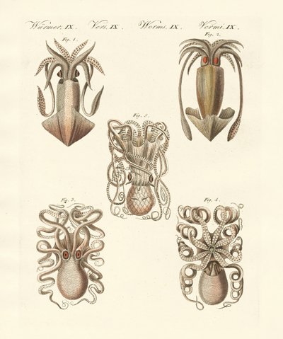 Mollusques ou vers mous - German School