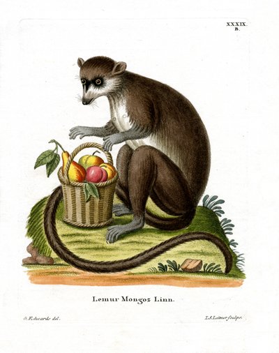 Lémur mongous - German School