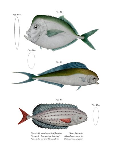 Poisson-lune - German School