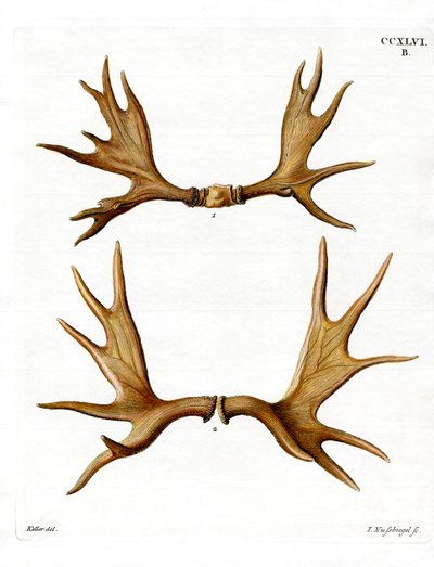 Bois d