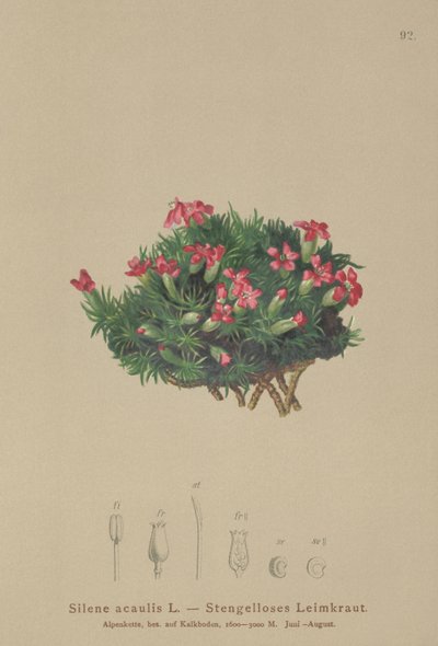 Compagnon mousse (Silene acaulis) - German School