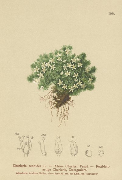 Cyphelle mousseuse (Cherleria sedoides, Minuartia sedoides, Alsine Cherleri) - German School