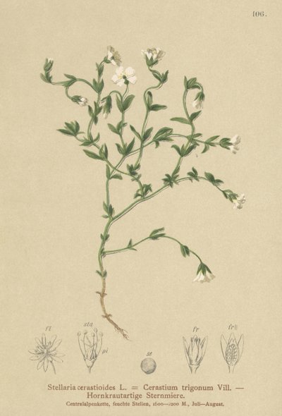Stellaire des montagnes (Stellaria cerastioides) - German School