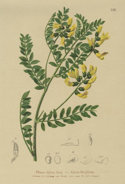 Lentille des montagnes (Phaca alpina) - German School