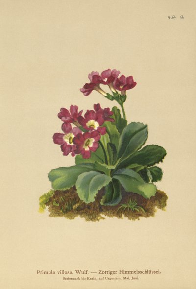 Primevère des montagnes (Primula villosa) - German School