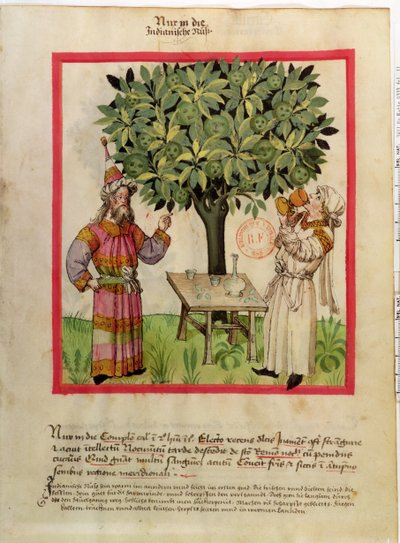 Ms.Lat.9333 fol.11 Récolte de muscade, du Tacuinum Sanitatis - German School