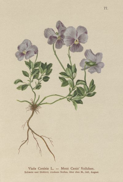 Pensée du Mont Cenis (Viola Cenisia) - German School