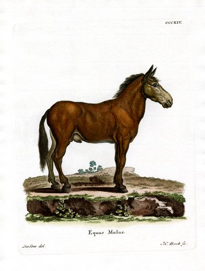Mule - German School
