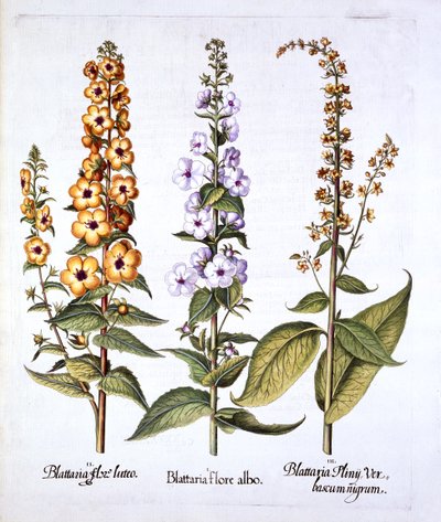 Molène, genre Verbascum, de Hortus Eystettensis, par Basil Besler, pub. 1613 - German School
