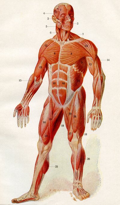 Musculature du corps humain, de 