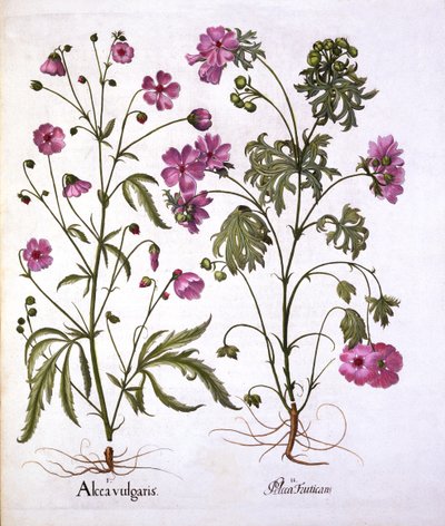 Mauve musquée, de Hortus Eystettensis, par Basil Besler, pub. 1613 - German School