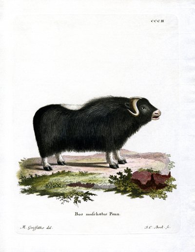 Bœuf musqué - German School