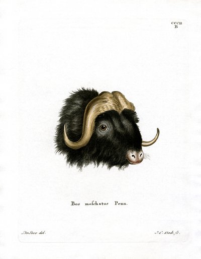 Tête de bœuf musqué - German School