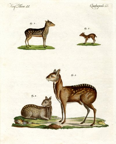 Animaux musqués - German School