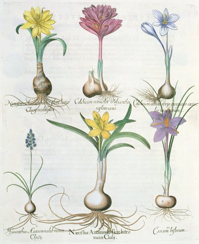 Narcisses, crocus et jacinthe, du Hortus Eystettensis par Basil Besler - German School