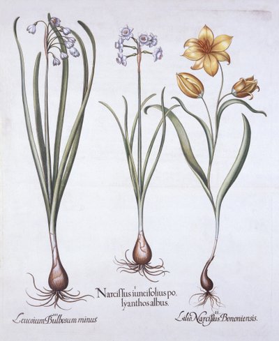 Narcisse, tulipe et nivéole d