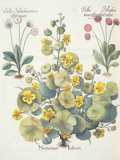 Capucines et marguerites : 1.Nasturtium Indicum ; 2.Bellis Sylvestris minor flore plens rubro ; 3.Bellis Sylvestris minor flore mixta, du Hortus Eystettensis par Basil Besler (1561-1629), pub. 1613 - German School
