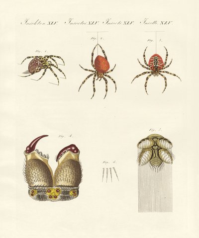 Histoire naturelle de l