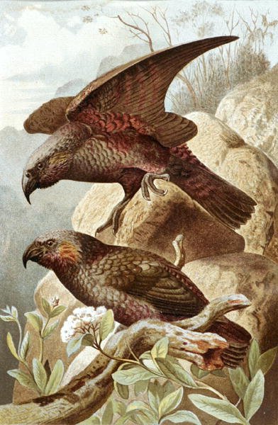 Perroquet Nestor, planche de "Brehms Tierleben: Allgemeine Kunde des Tierreichs", vol.5, p.382, publié par Bibliographisches Institut - German School