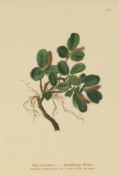 Saule réticulé (Salix reticulata) - German School