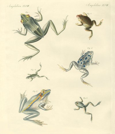 Grenouilles et crapauds nouvellement découverts - German School