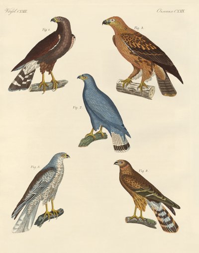 Nouveaux oiseaux de proie connus - German School