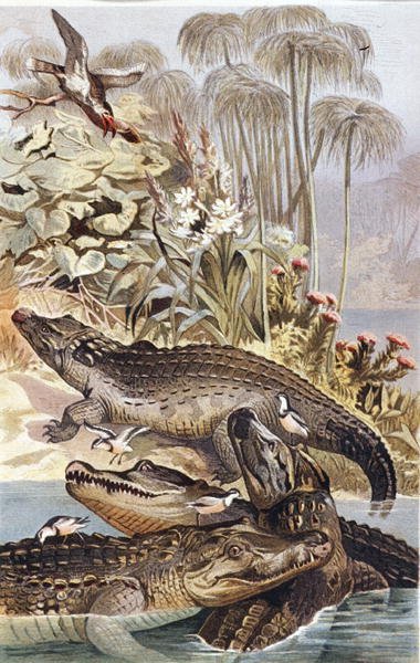 Crocodile du Nil, planche de "Brehms Tierleben: Allgemeine Kunde des Tierreichs", vol.7, p.504, publié par Bibliographisches Institut - German School