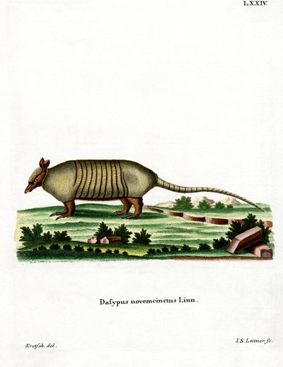 Tatou à neuf bandes - German School