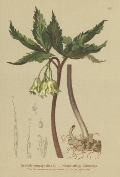 Dentaria à neuf feuilles - German School