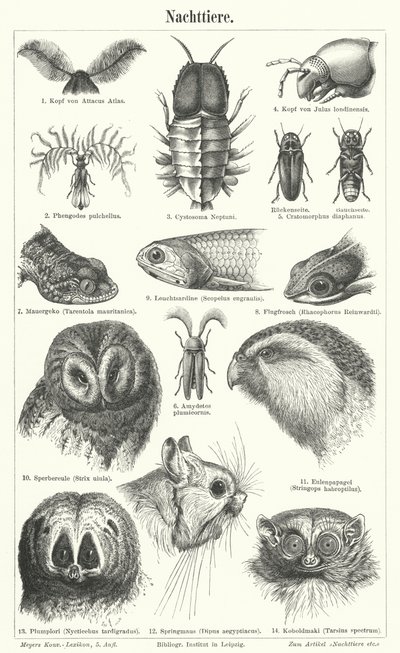 Animaux nocturnes - German School