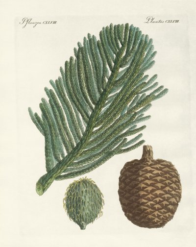 Pin de l
