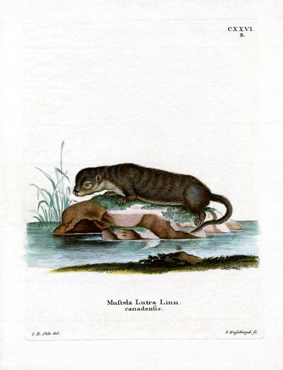 Loutre d
