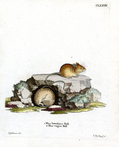 Souris des bouleaux du Nord - German School